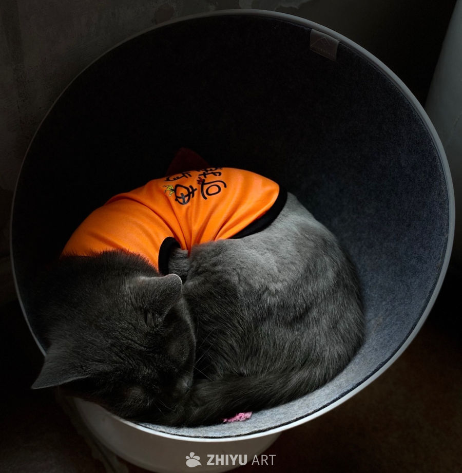 穿橙衣的猫咪蜷缩图