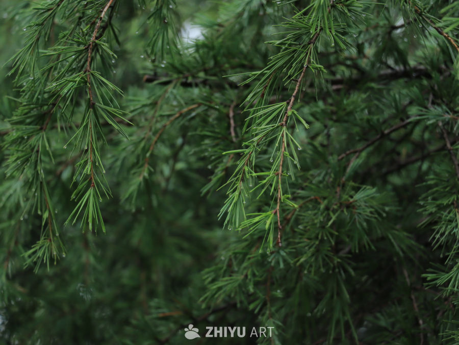 雨后松针