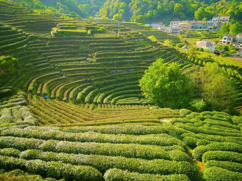 航拍 龙井茶园 龙井茶 茶 茶文化 农业 种植 江南 风光 风景 山