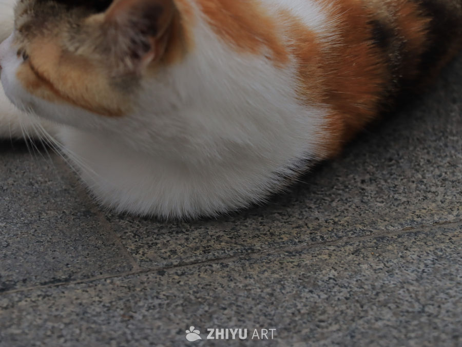 悠闲的猫咪