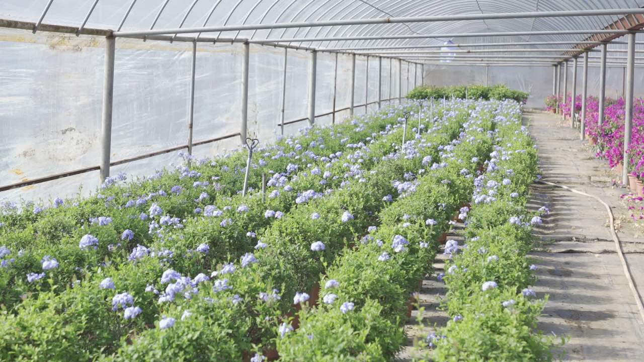 年宵花 3