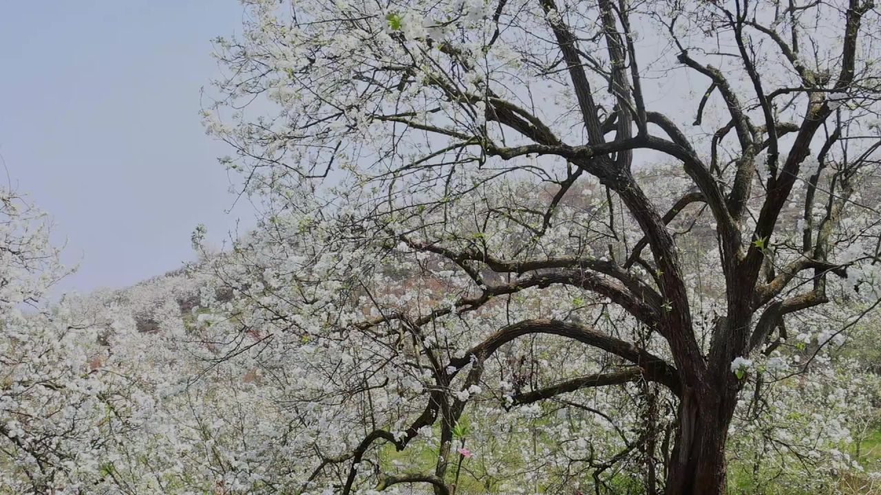 春天盛开的梨花树 10