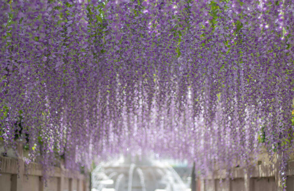 花廊