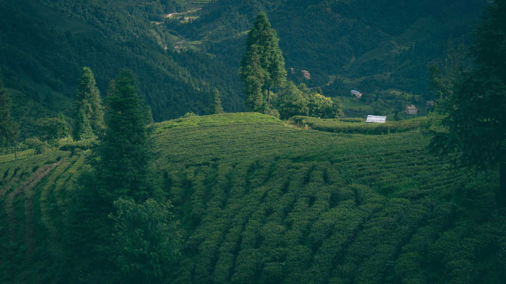 茶山