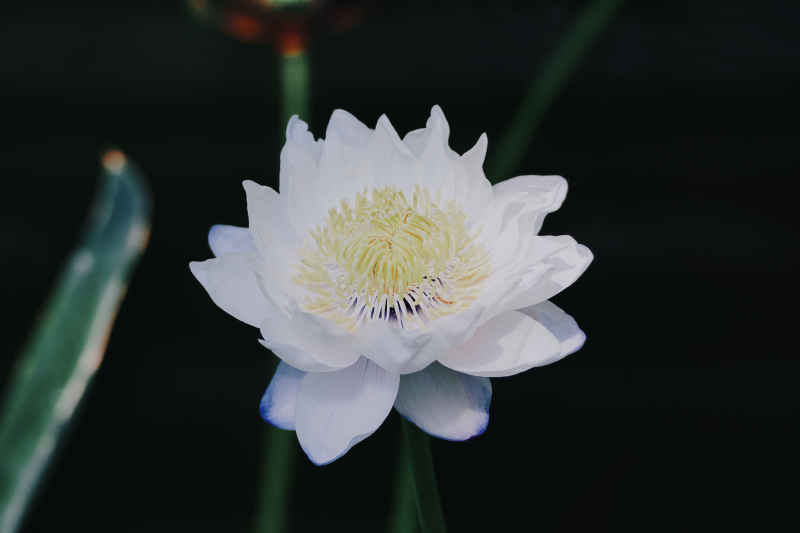 花卉 7