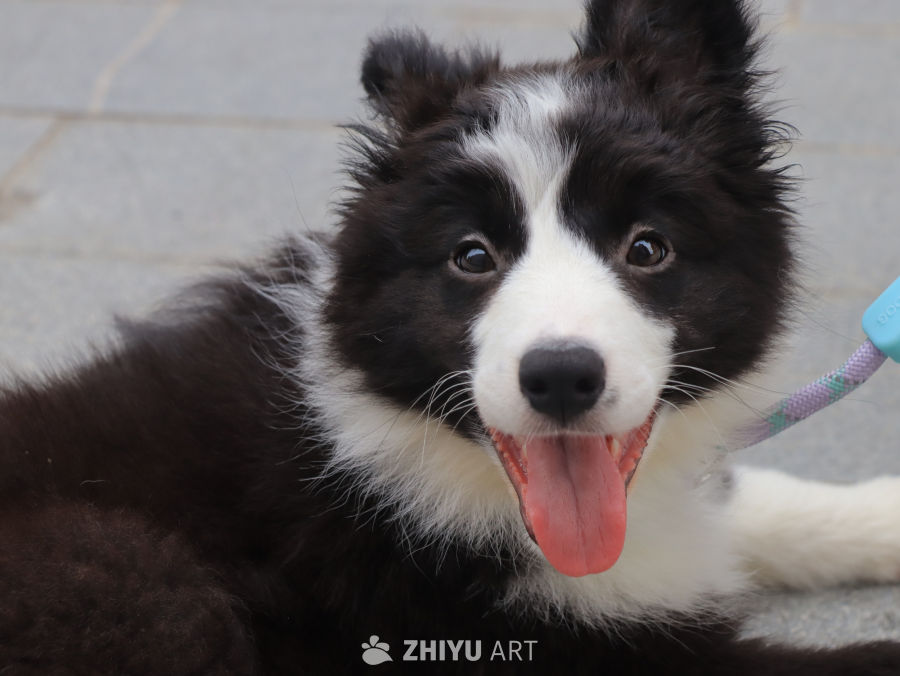萌宠边境牧羊犬