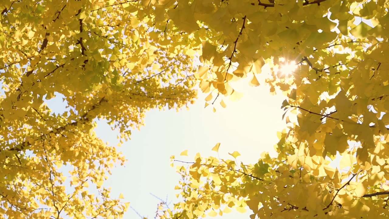 金秋银杏满目金黄 2