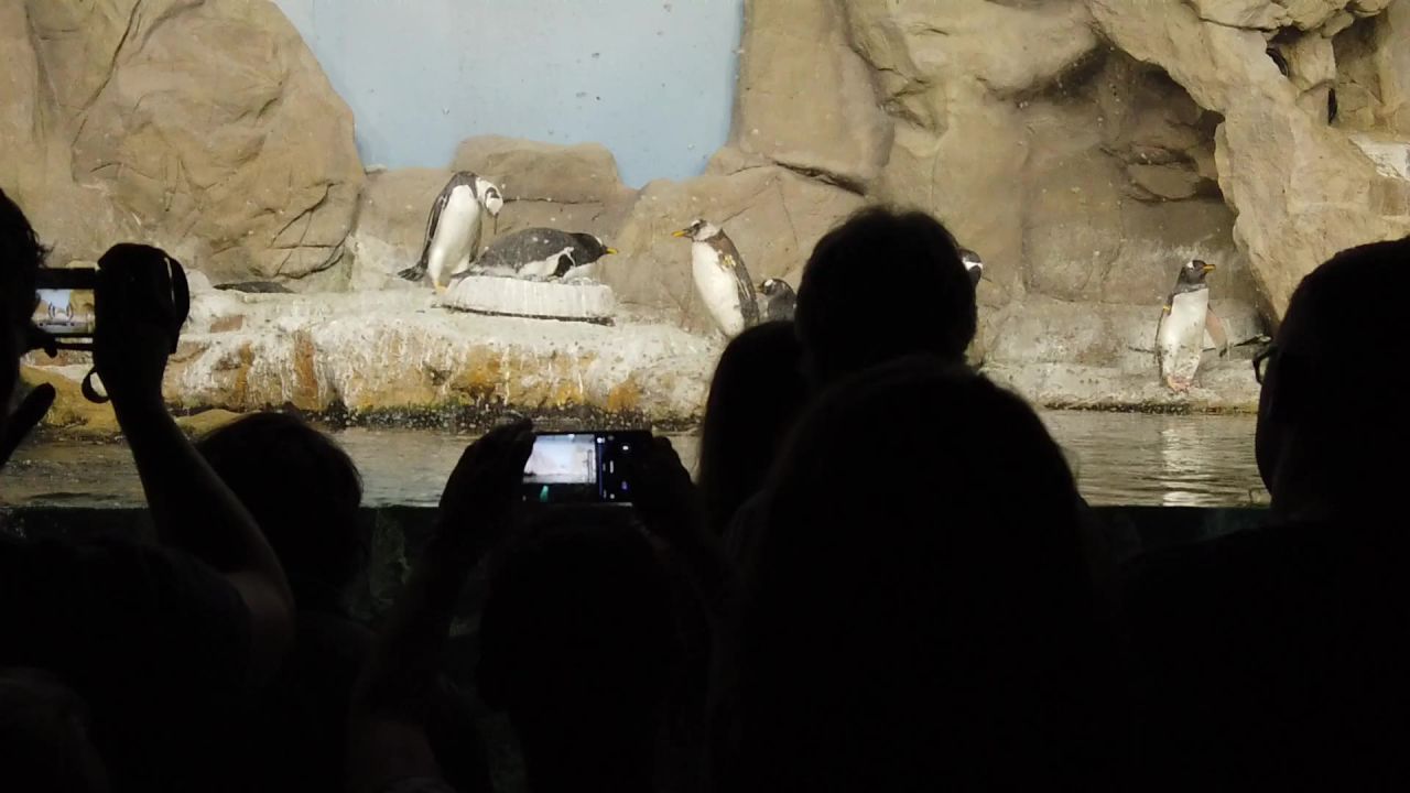 动物园水族馆展览企鹅