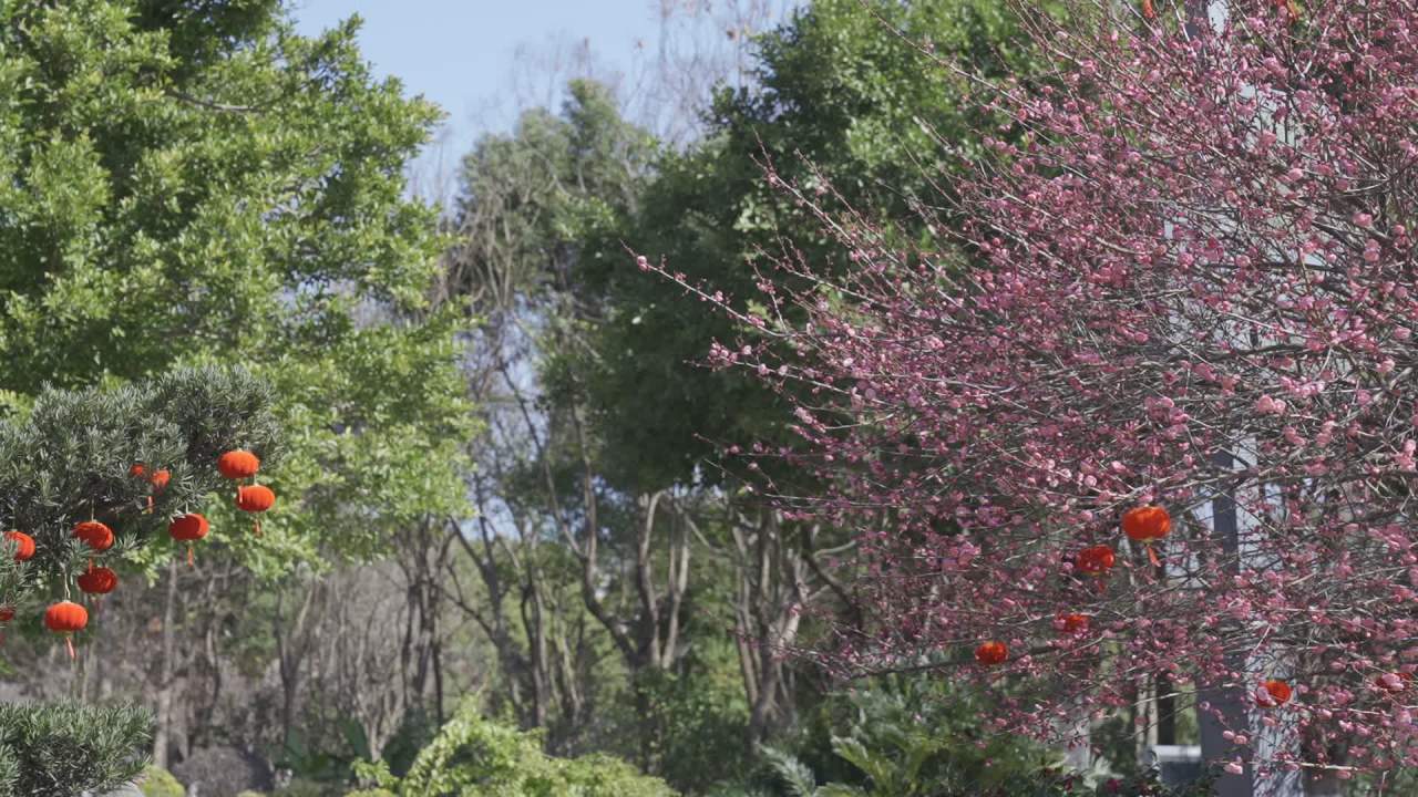 冬天的梅花 17