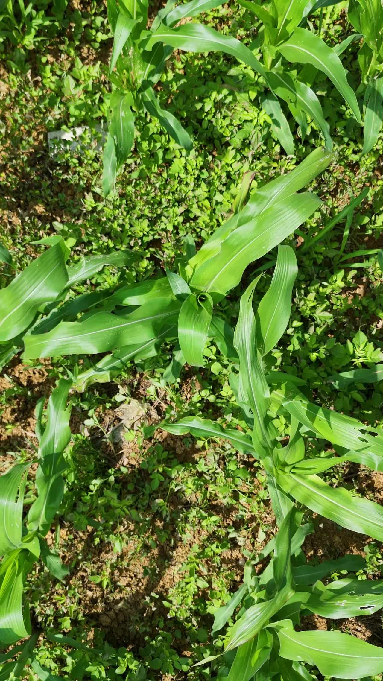 夏日玉米田