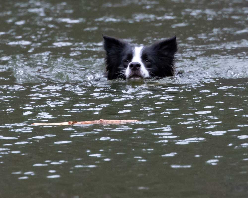 牧羊犬在水狗