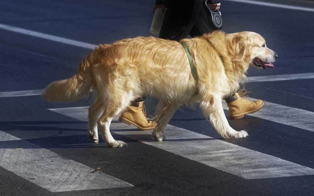 狗宠物国内犬