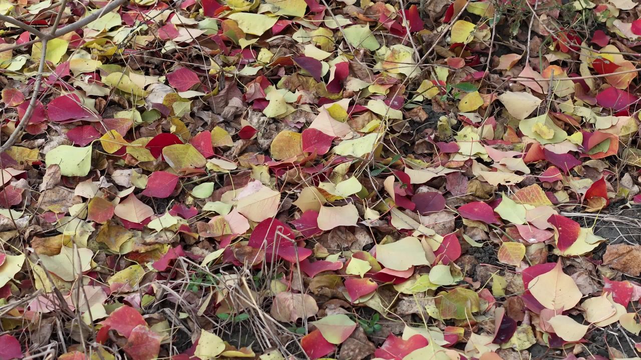 秋日落叶