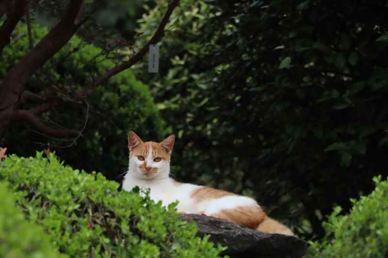 上海植物园流浪猫