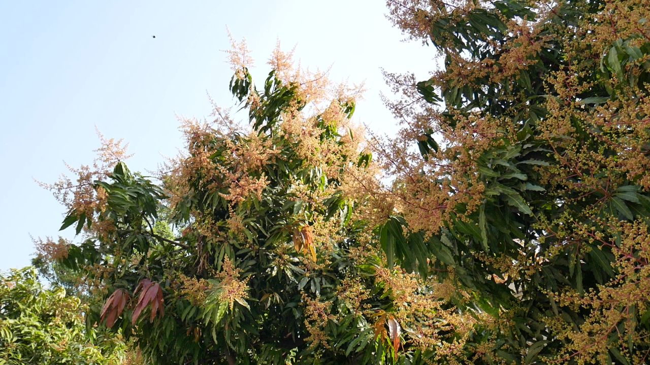 阳光一树芒果花2