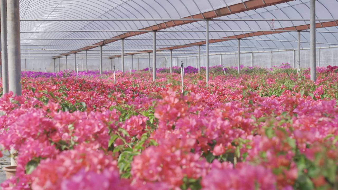 年宵花 2