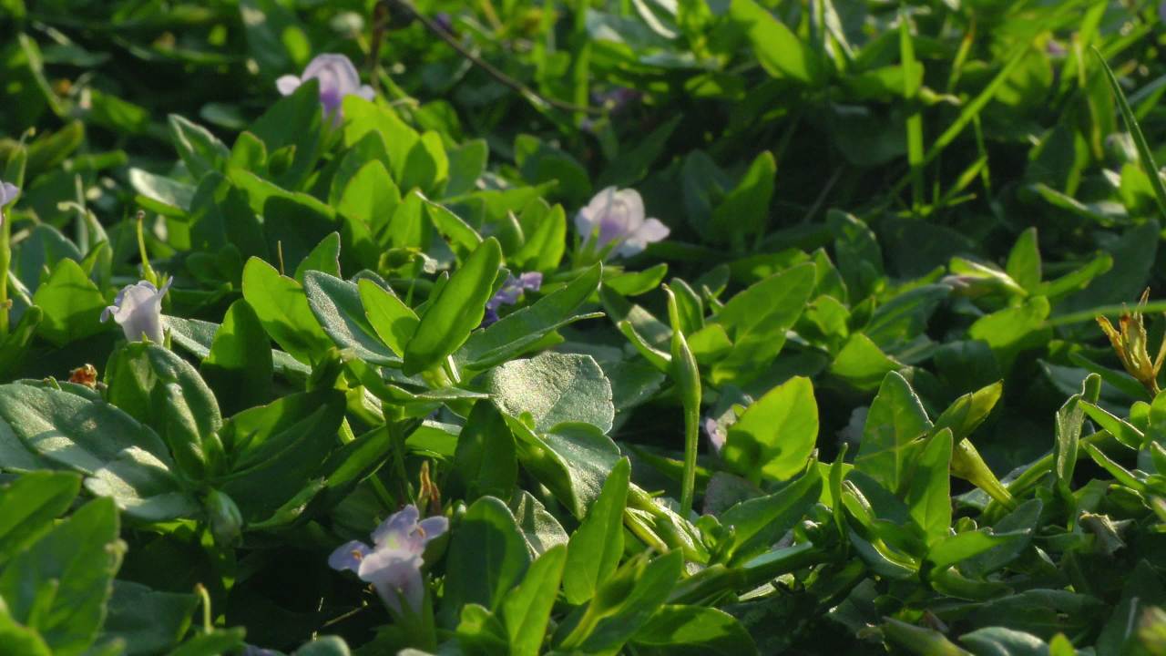 紫色小花与叶子