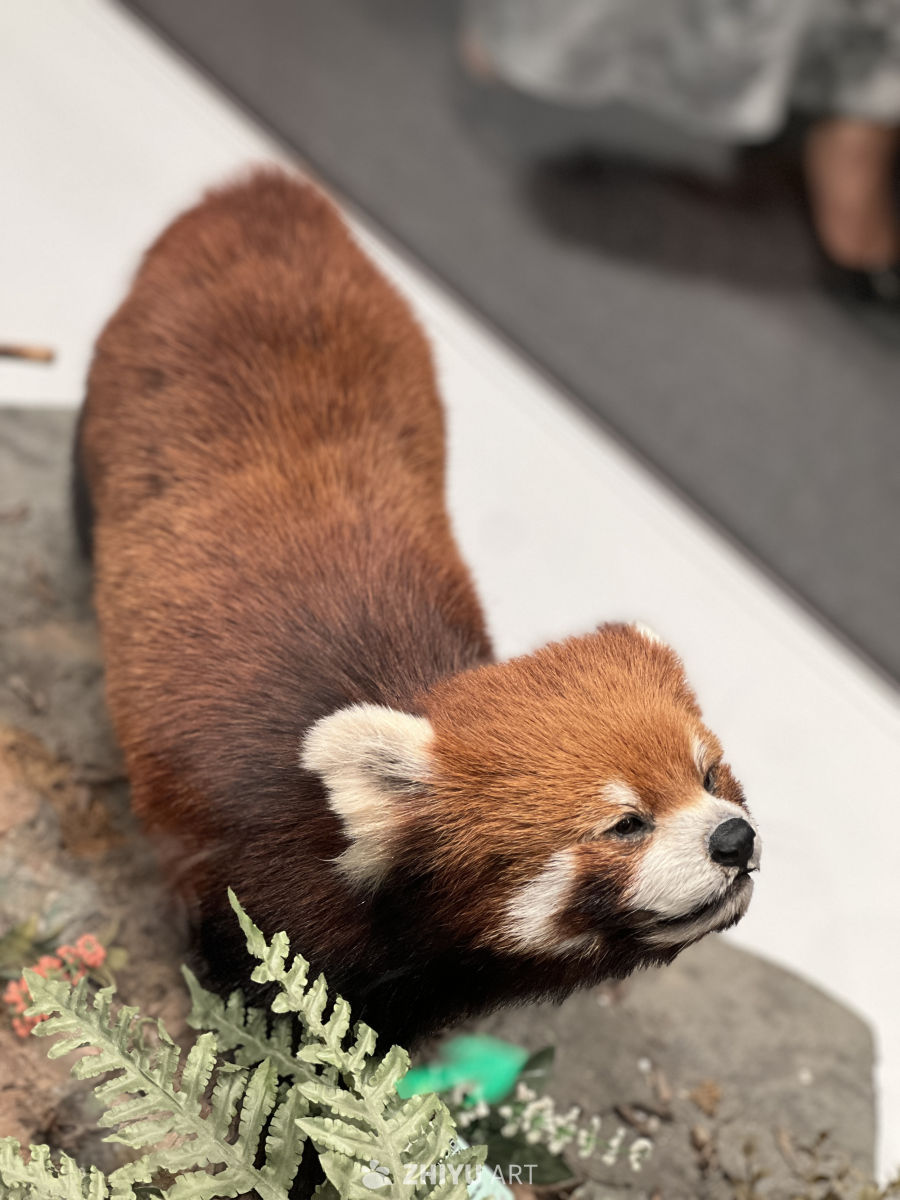 快来看小熊猫