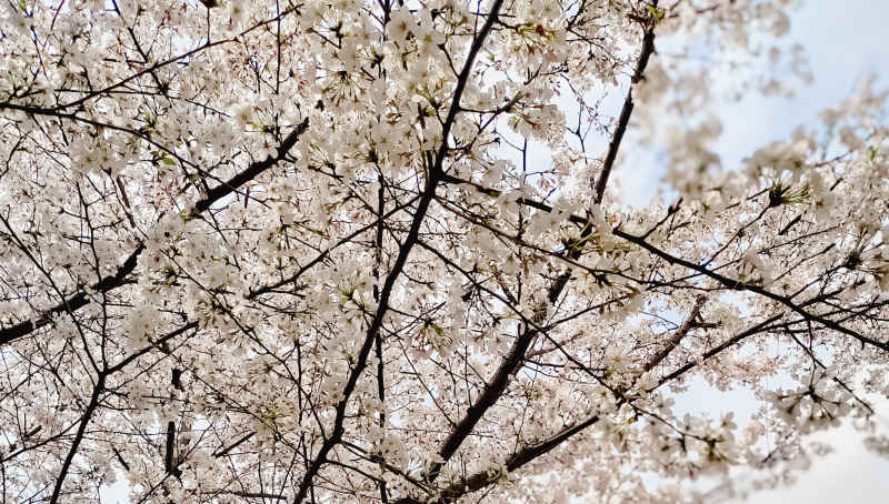 樱花