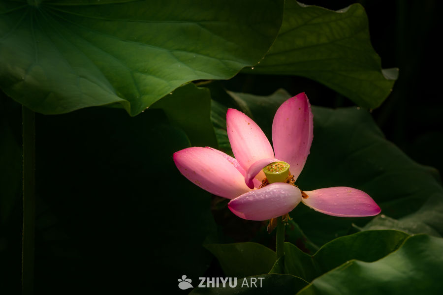 粉红莲花与绿叶