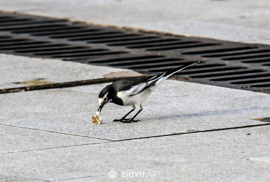 黑白鹡鸰觅食瞬间