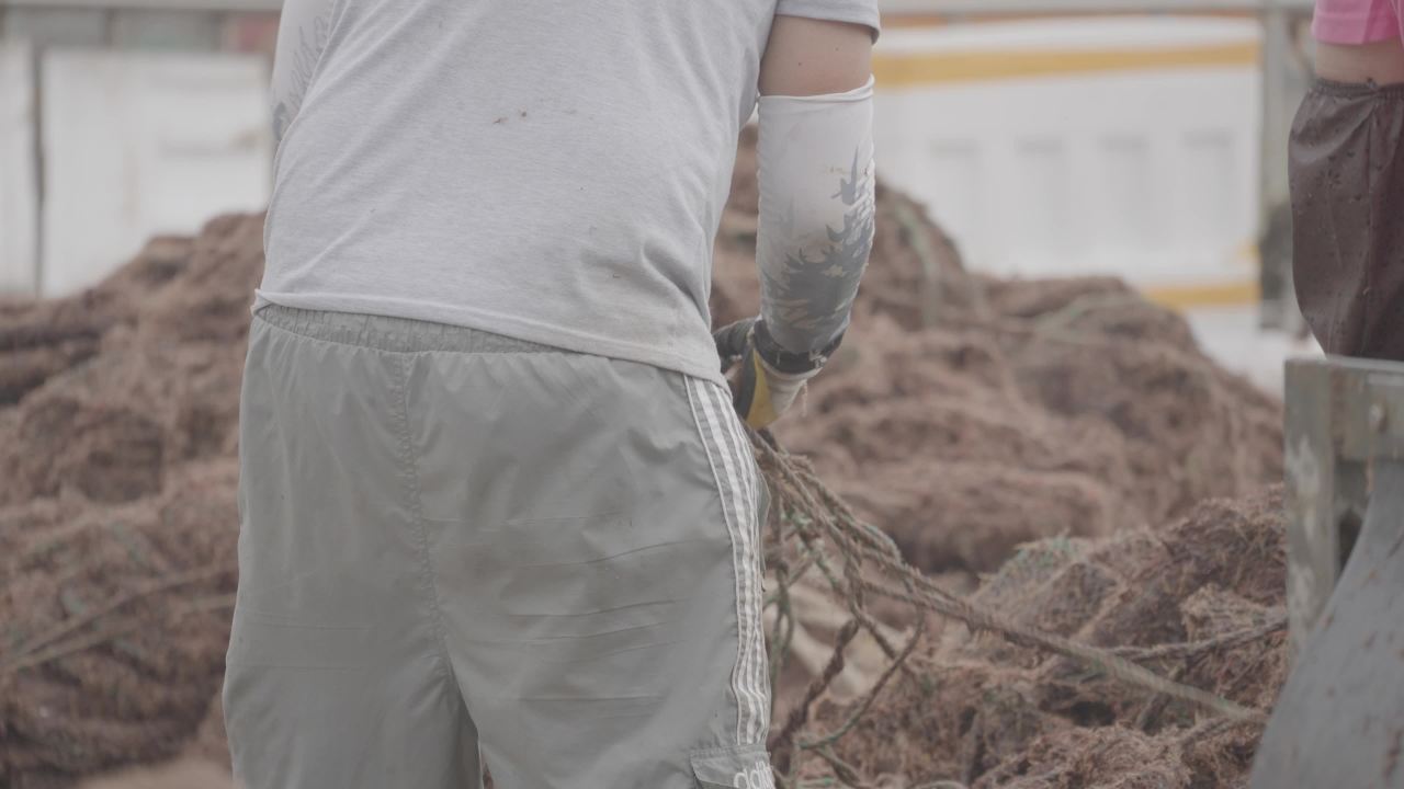 码头扇贝捕捞收获