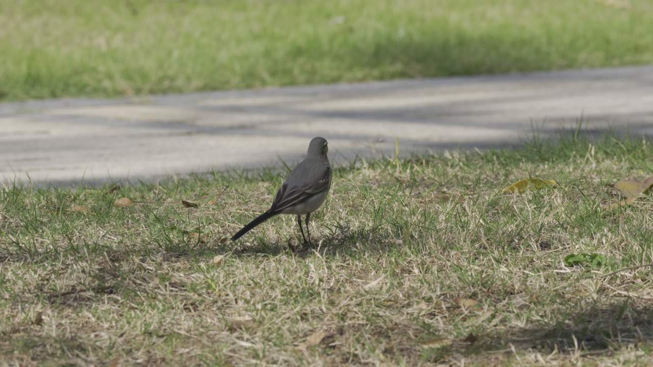 白鹡(jí)鸰(líng) 2 2