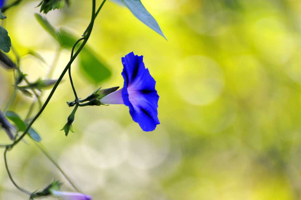 牵牛花