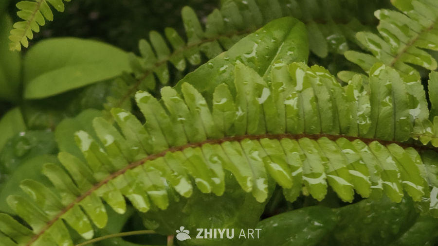 雨后清新的植物