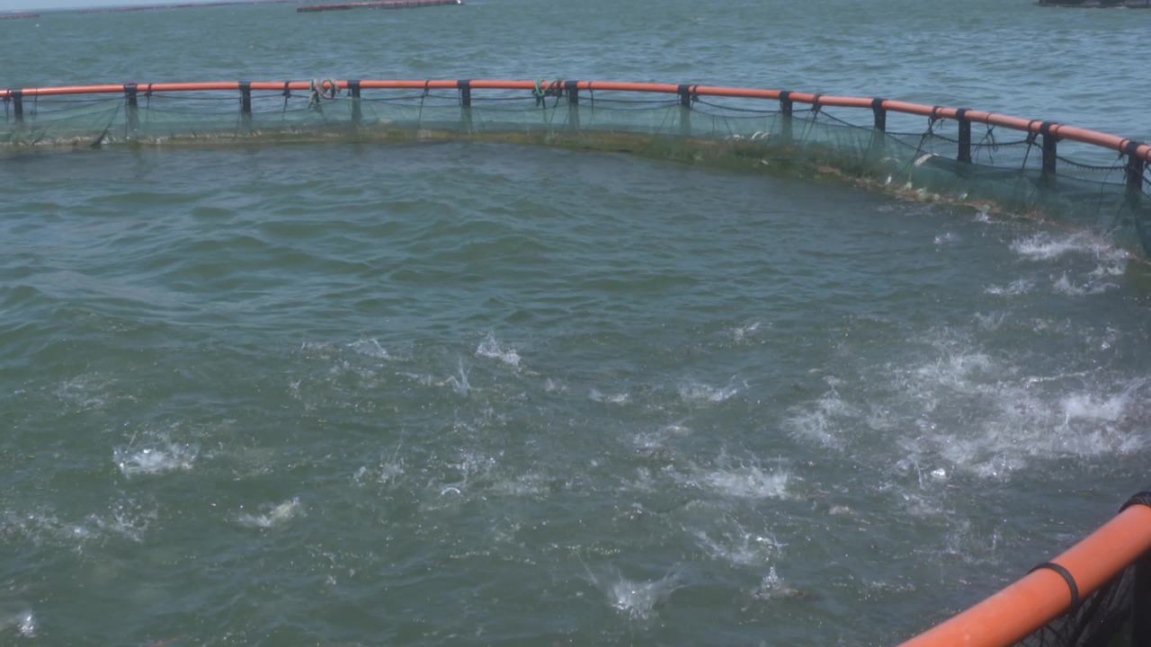 海洋牧场深海养殖