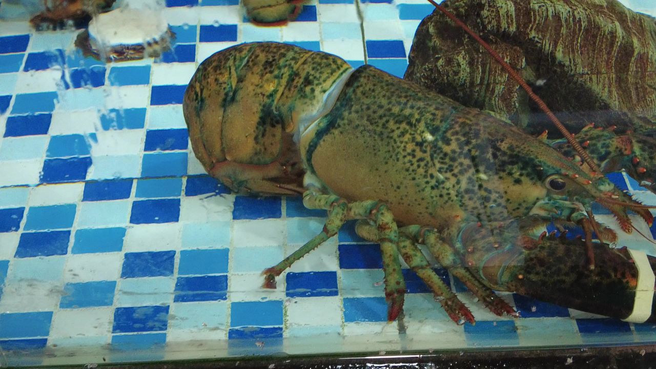 活体新鲜海鲜螃蟹龙虾帝王蟹石斑鱼乌龟实拍 