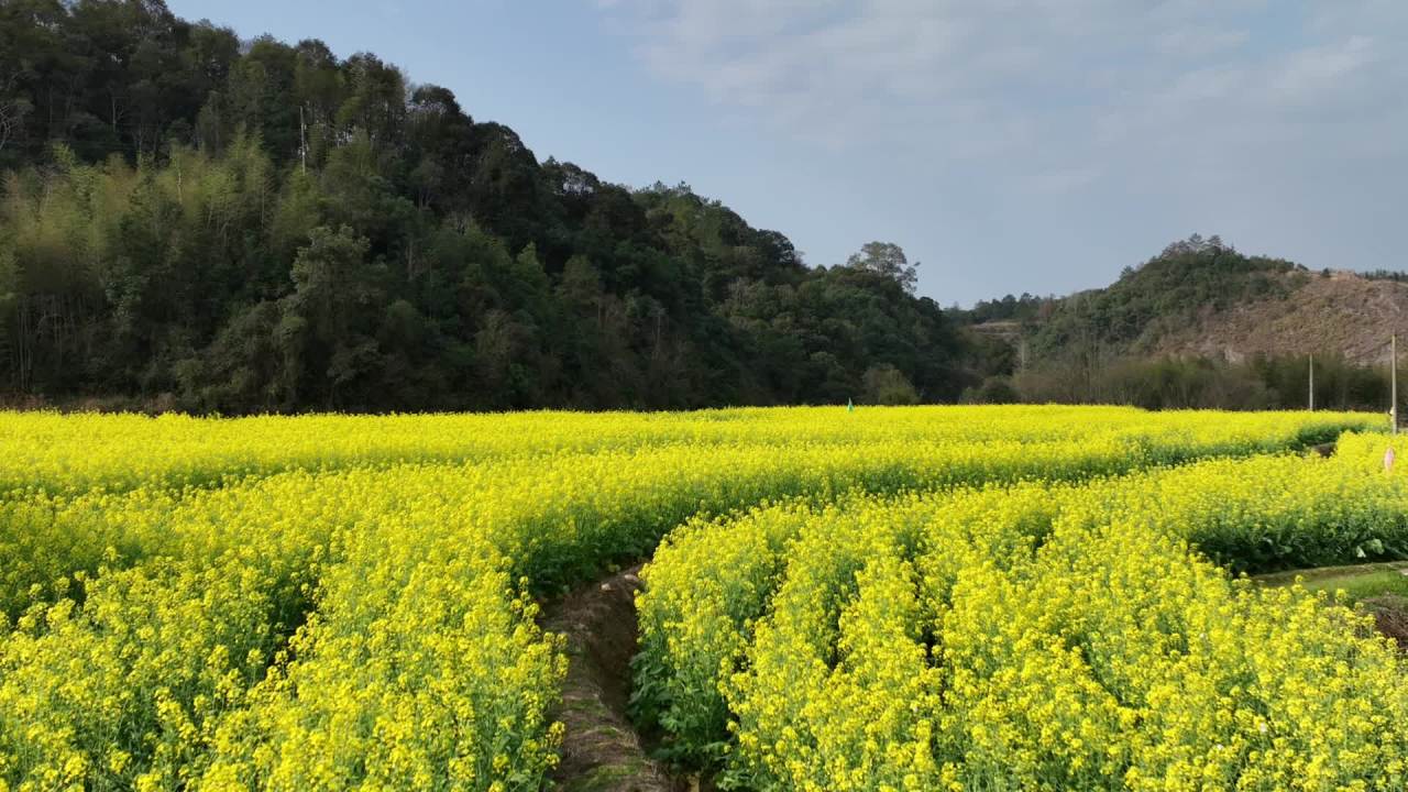 油菜花 1