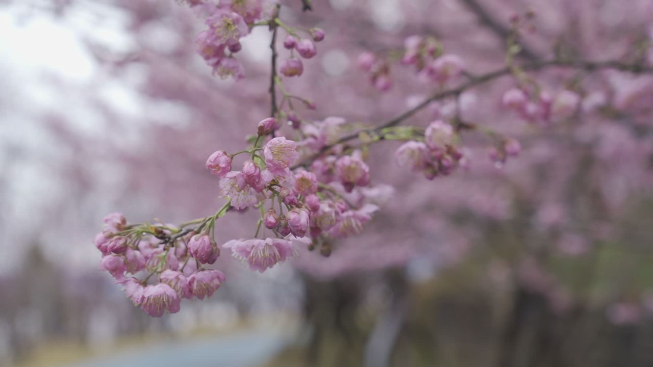 樱花绽放的春天
