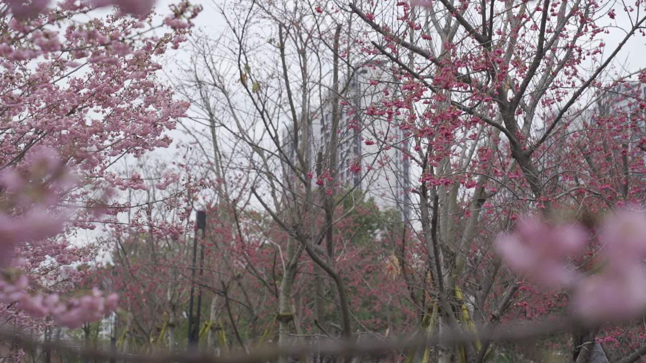 春日樱花绽放