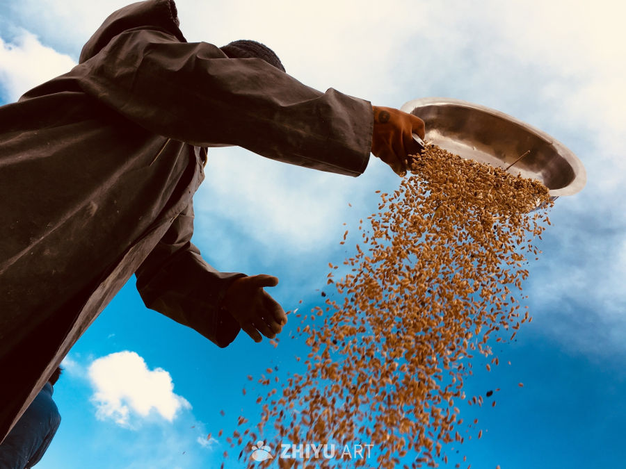 播种希望的瞬间