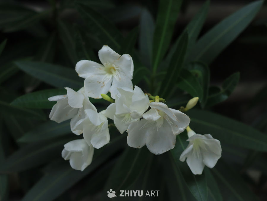 白花绿叶的宁静时光