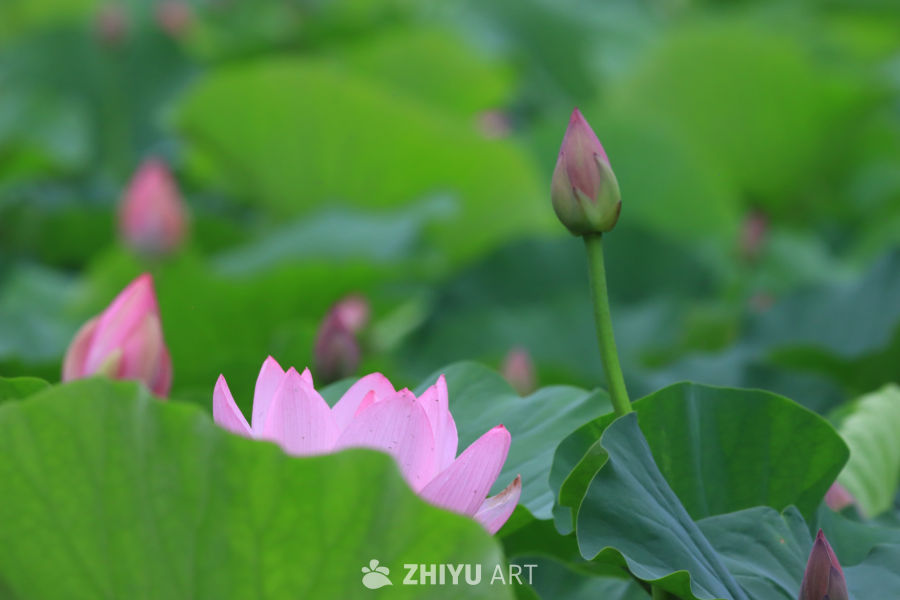荷花 84