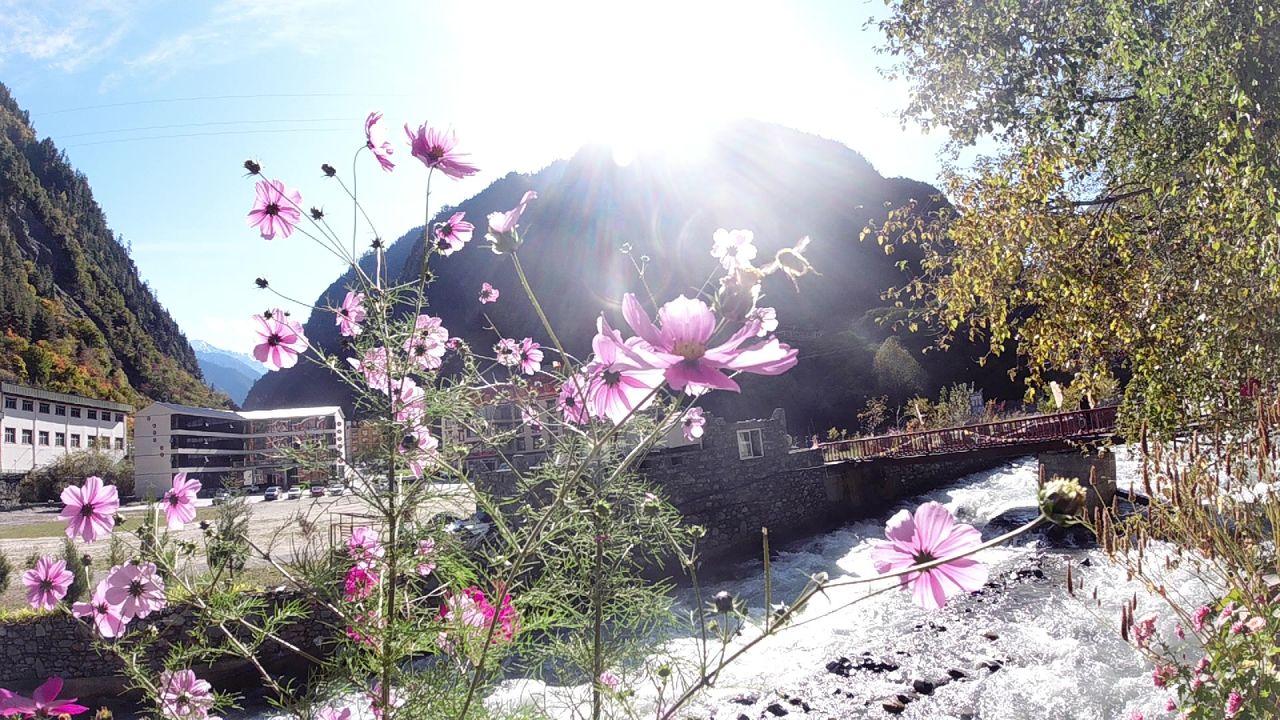 花朵特写