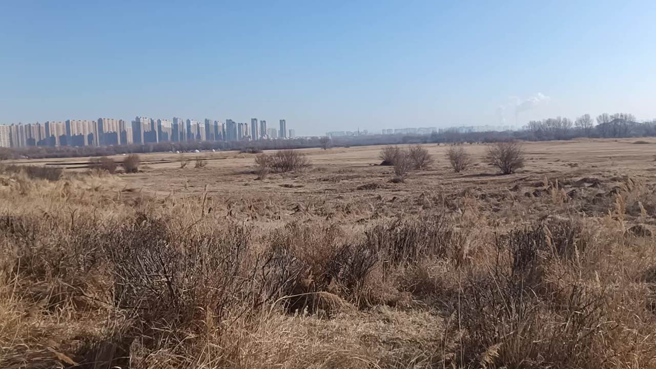冬天枯萎的公园 5