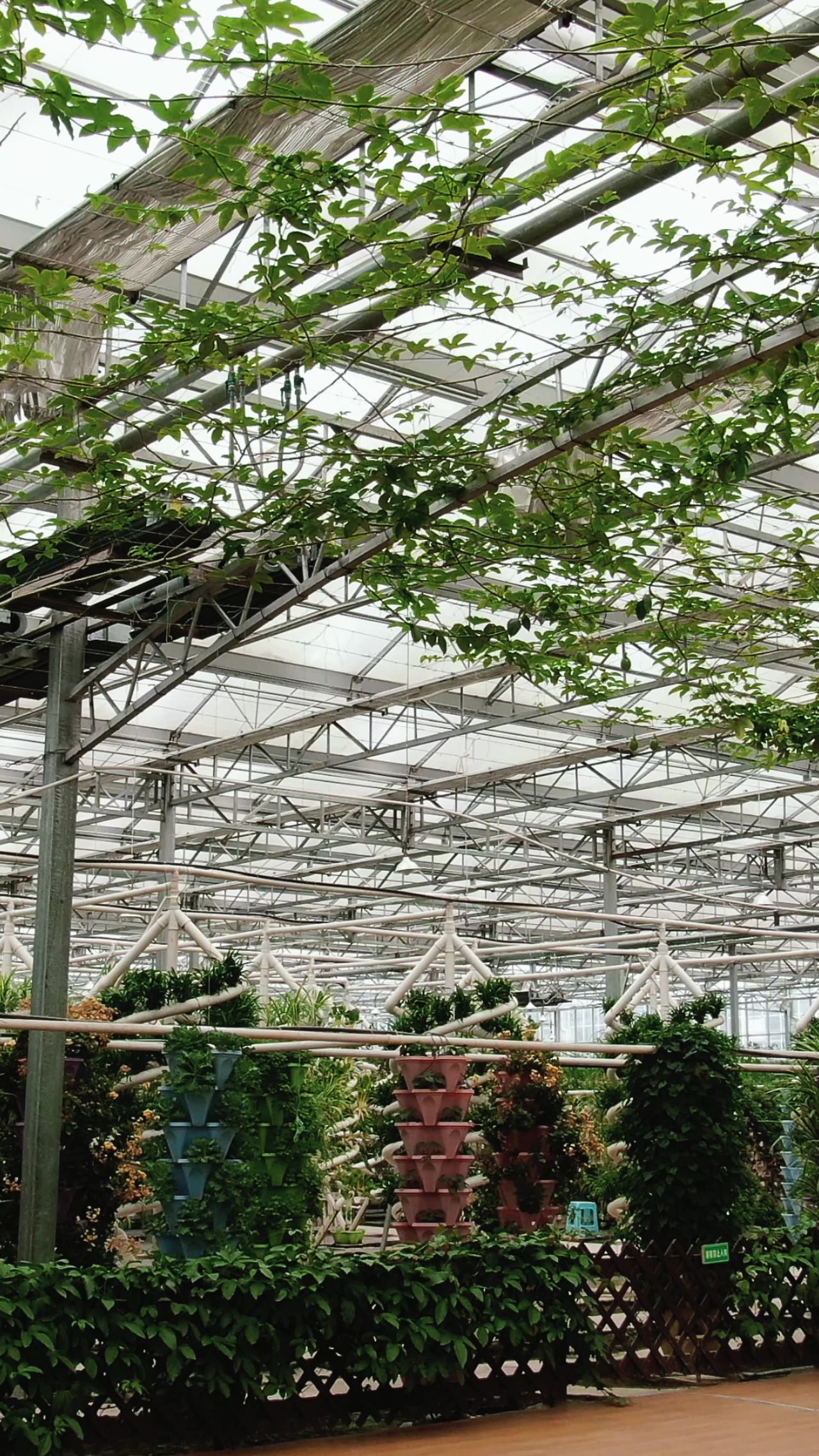 大棚农业种植蔬菜基地