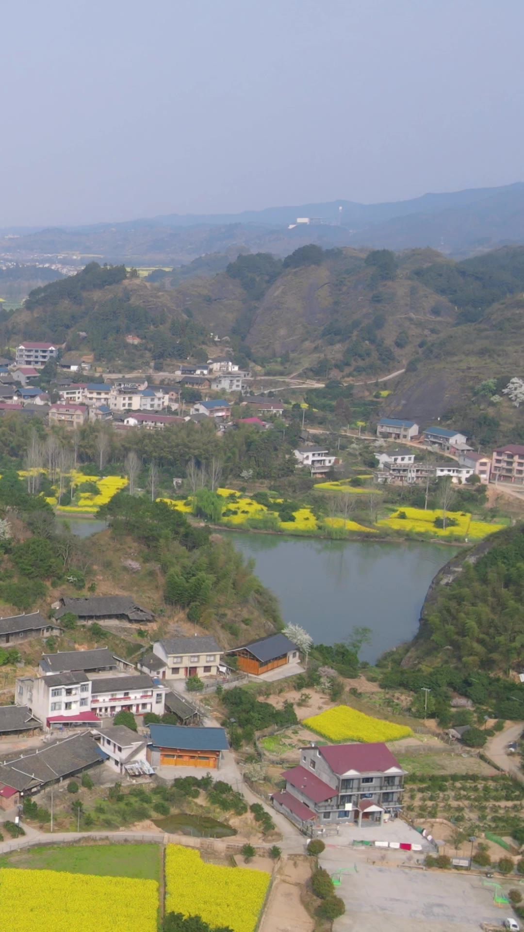  美丽乡村油菜花竖屏航拍