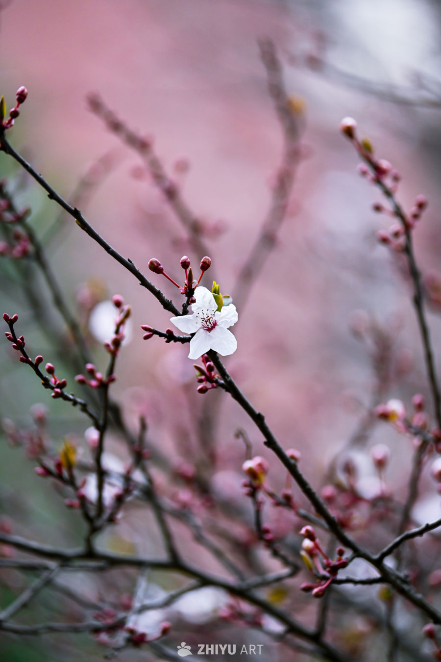 春日樱花绽放