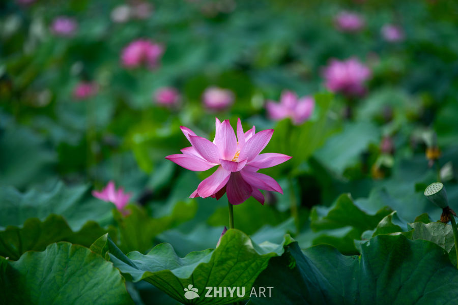 夏日荷花盛开 4