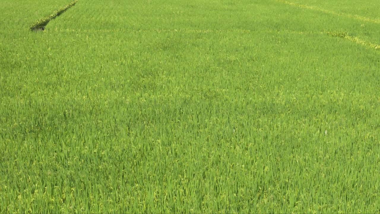 乡村田野水稻粮食庄稼 28