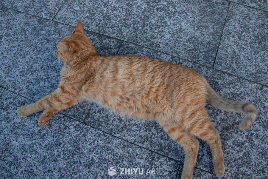 猫 4