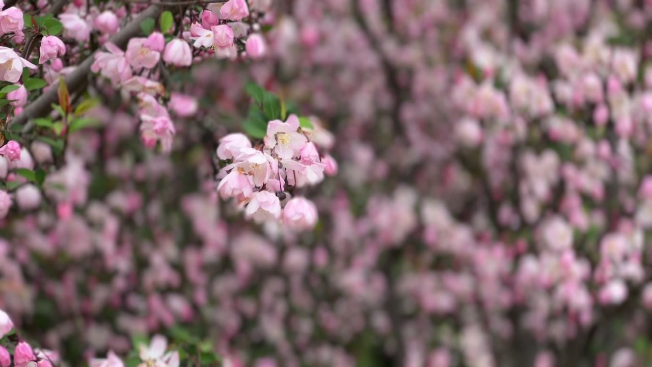樱花正开时