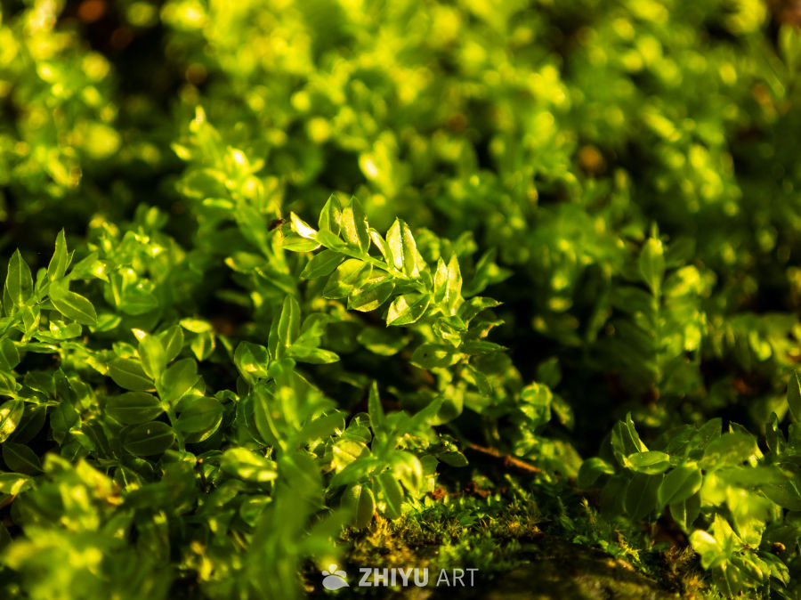 晨光中的苔藓微景