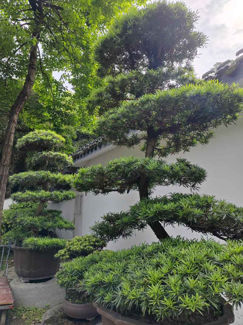 罗汉松