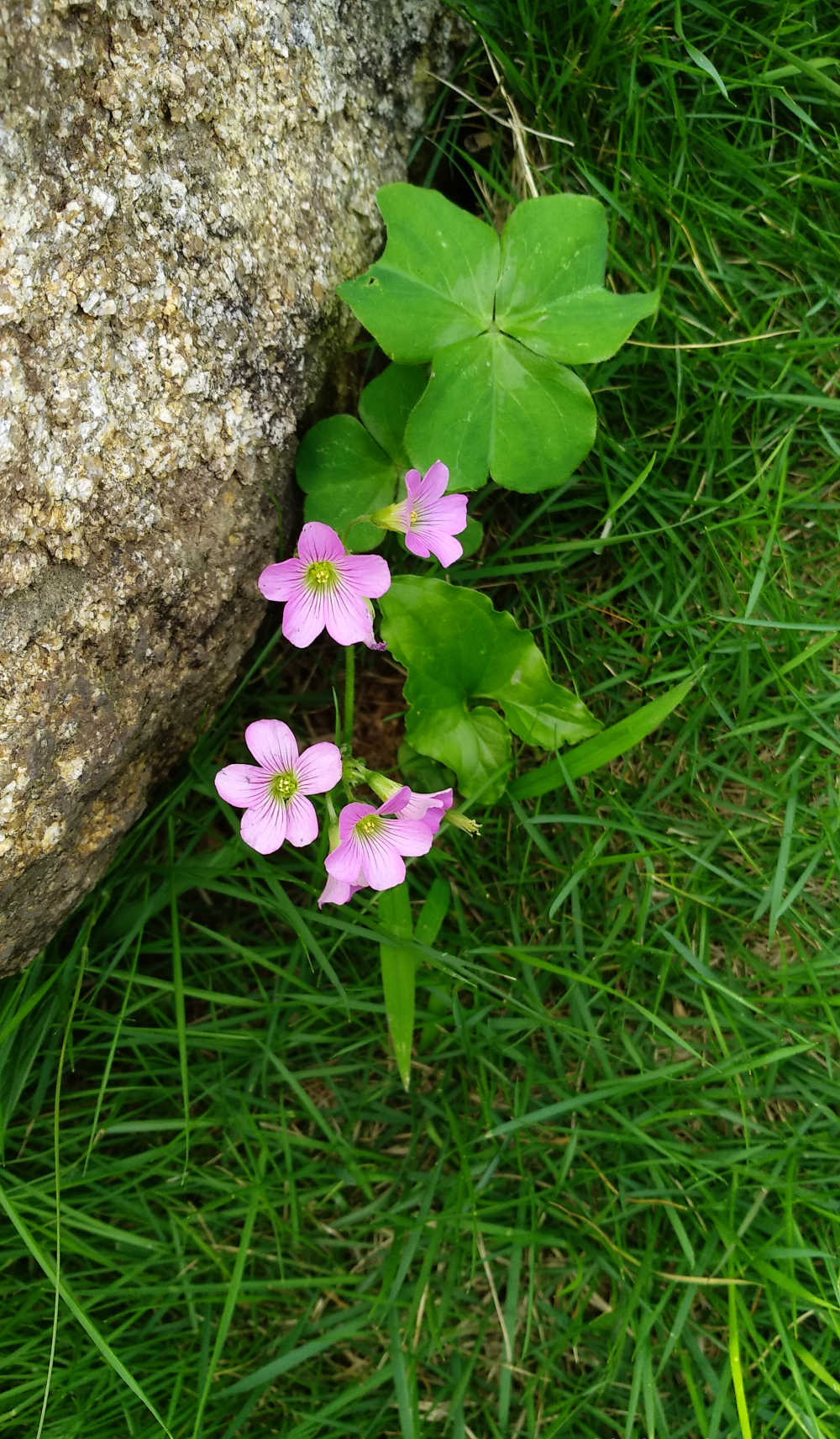 石旁的粉色酢浆草花