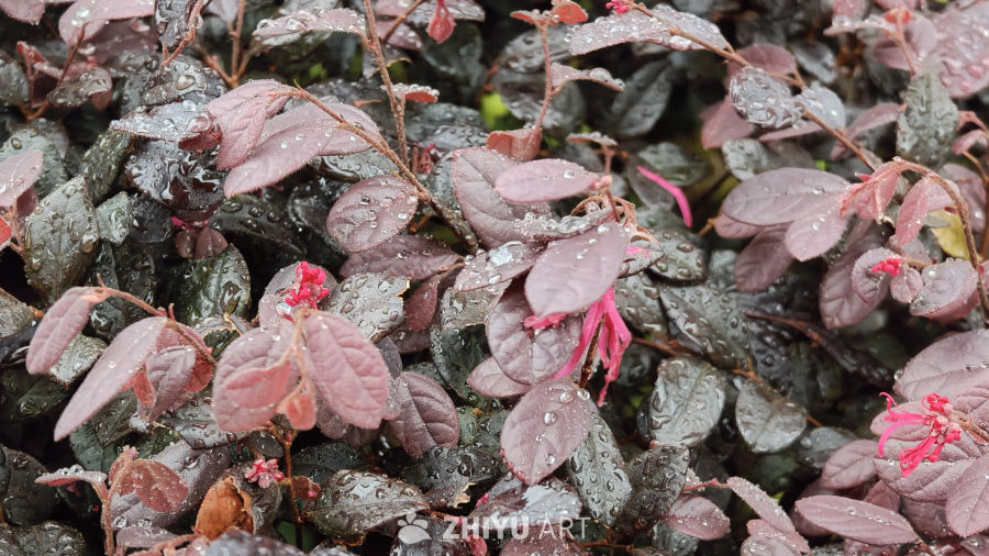 雨后紫叶植物